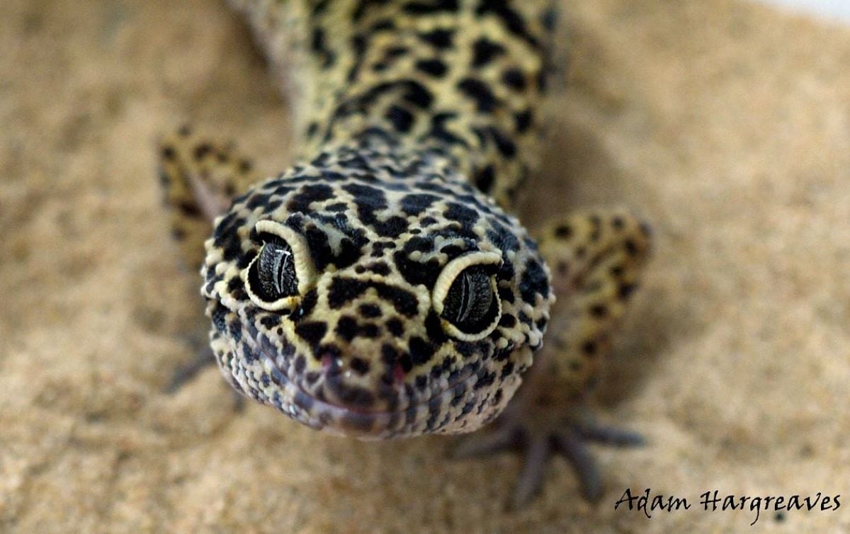 An amicable venomous debate University of Oxford